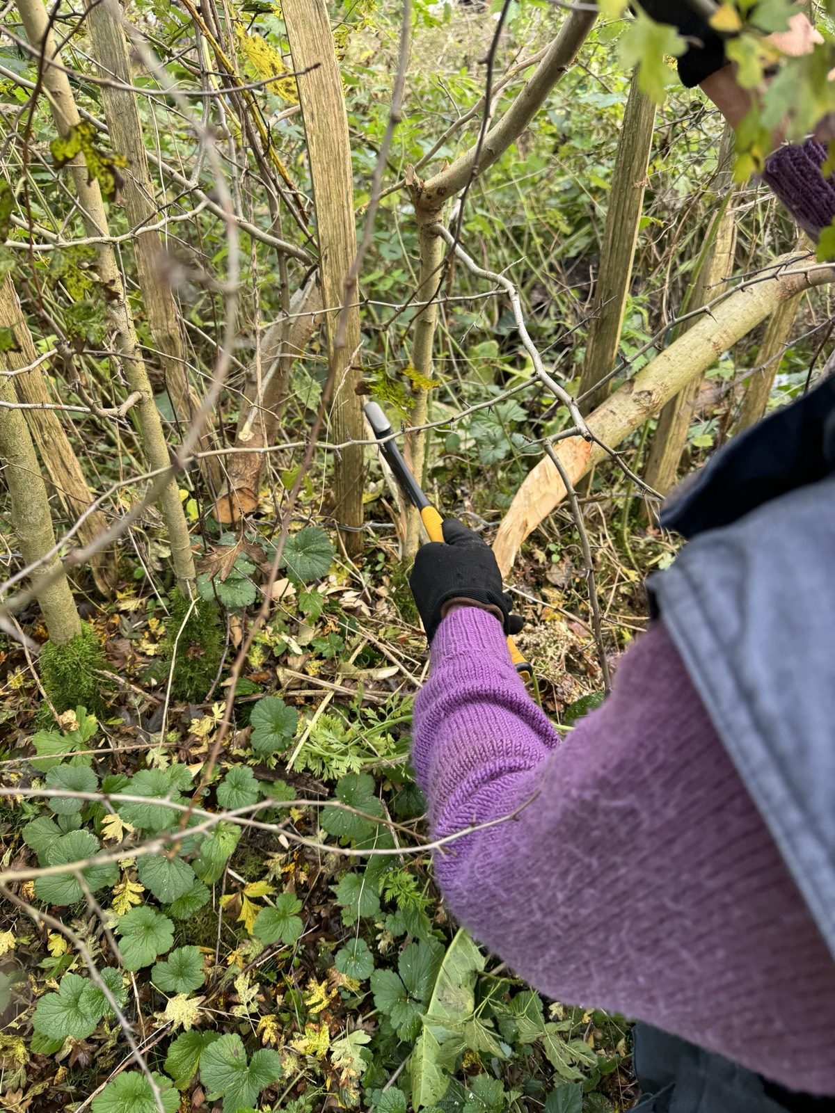 Members laying the hedge, autumn 2023